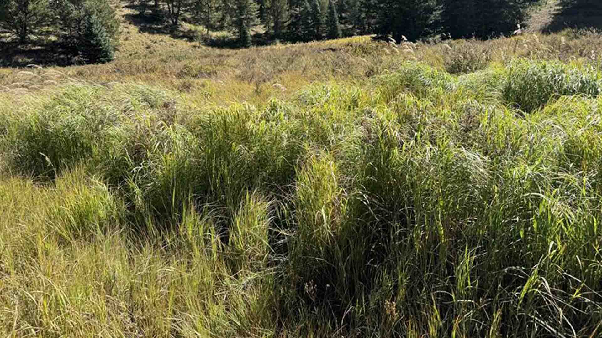 A green grassy meadow in a mountainous landscape.