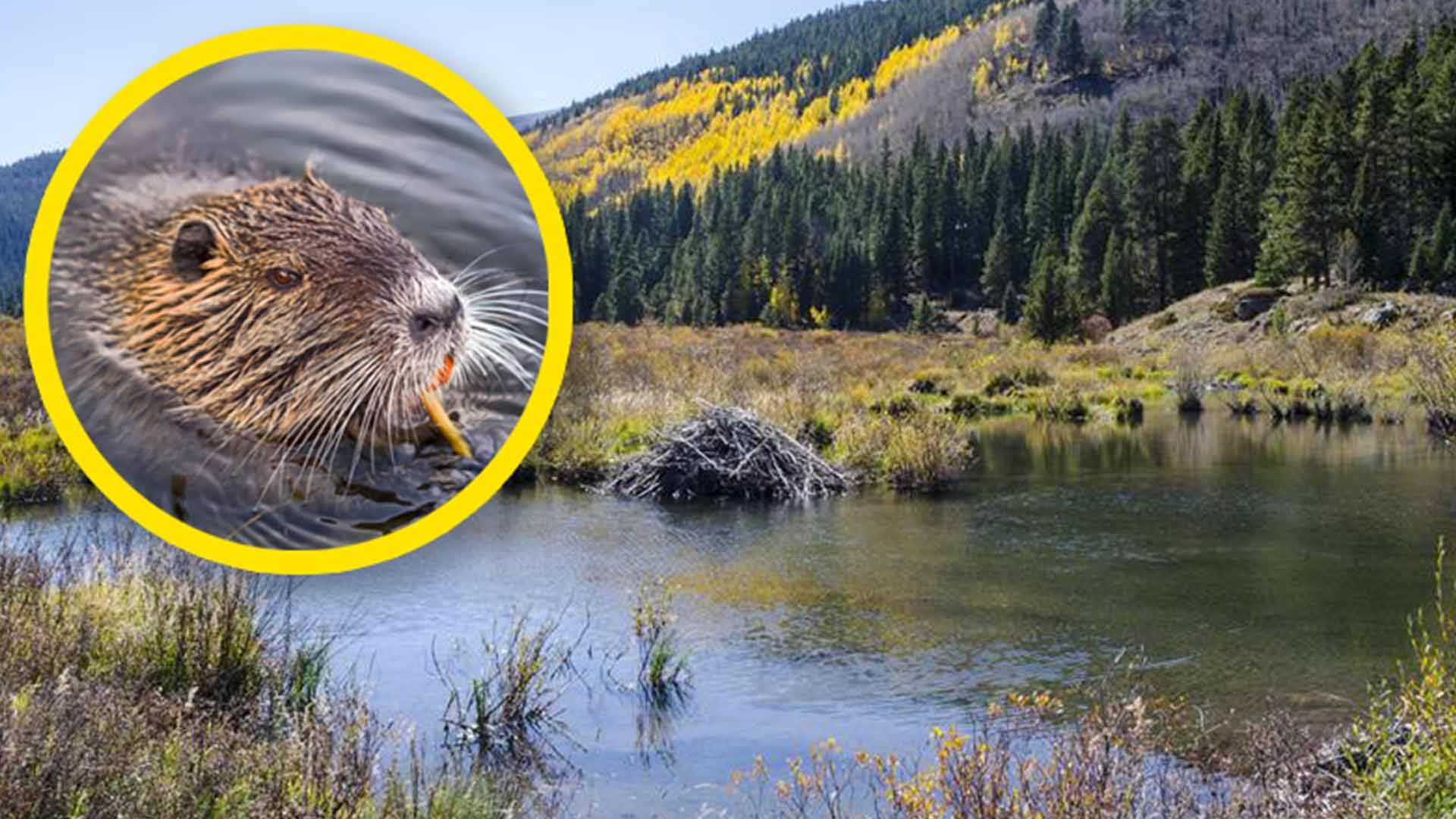 An image of a pond in a mountainous landscape. A beaver in water is imposed on the left side of the image.