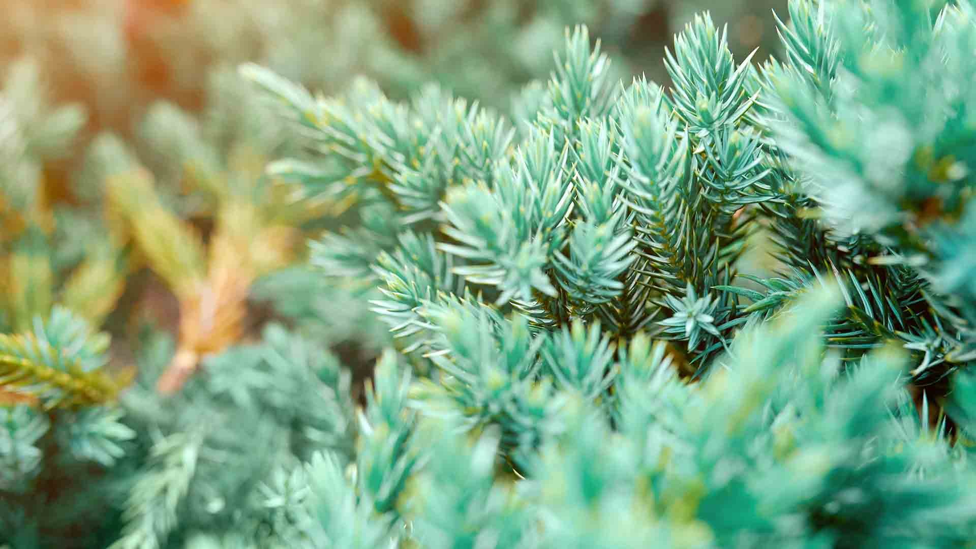 Evergreens 1920 px