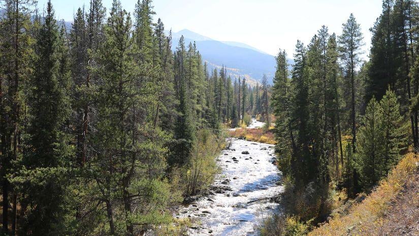 A rushing mountain stream lined with evergreen trees.