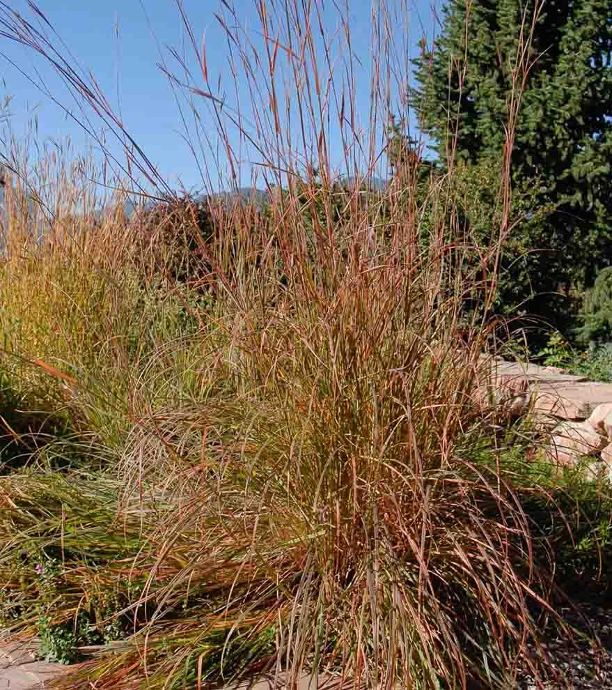 A decorative grass with shades of orange grows in a landscape