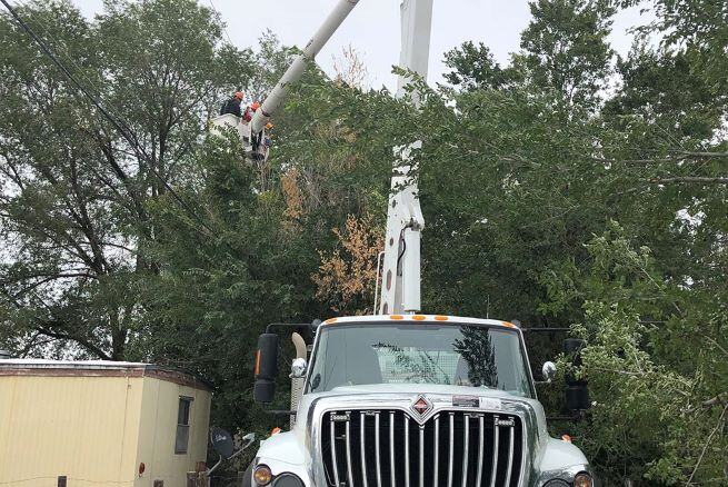 Two workers wearing orange hardhats being elevated into tree branches by a truck mounted cherry picker. A cable runs through the branches.