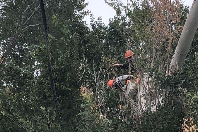 Two workers wearing orange hardhats in the bucket of a cherry picker being elevated into tree branches. They are clearing branches. 