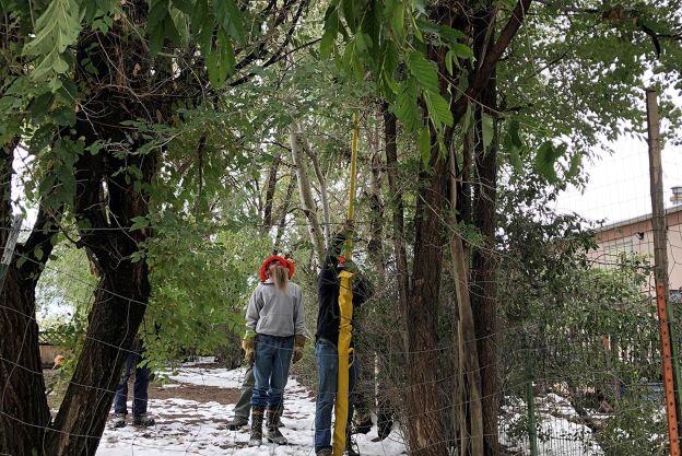 Four workers in orange hardhats in a wooded area behind a wire fence holding a yellow poll high up into trees.