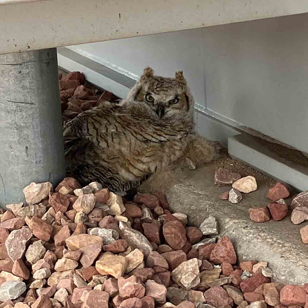 A baby Great Horned Owl sitting beneath a large piece of substation equipment. It is unclear what type of substation equipment this is. 