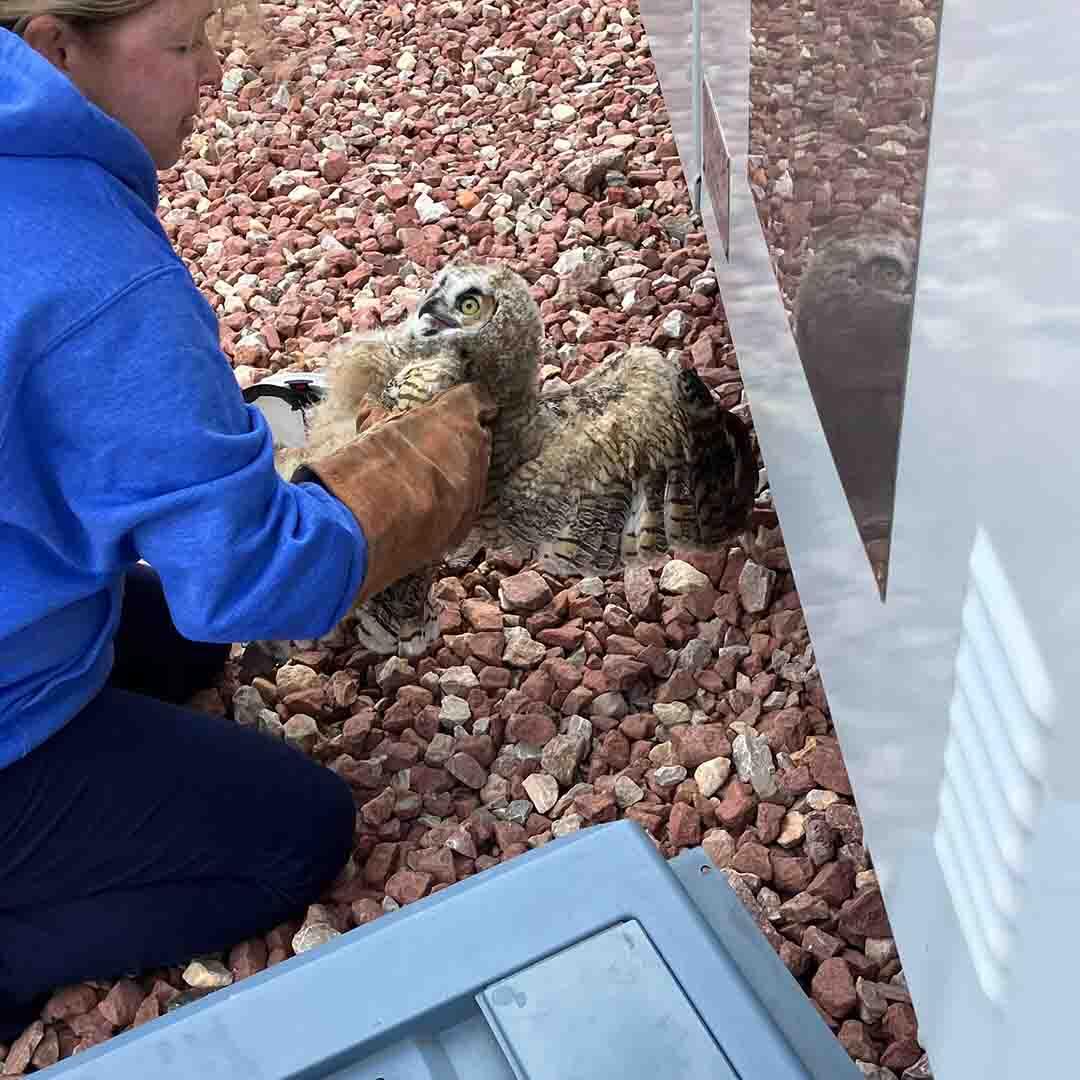 A woman wearing a blue hoodie and a brown leather glove gently taking a baby owl out from under a large piece of substation equipment.