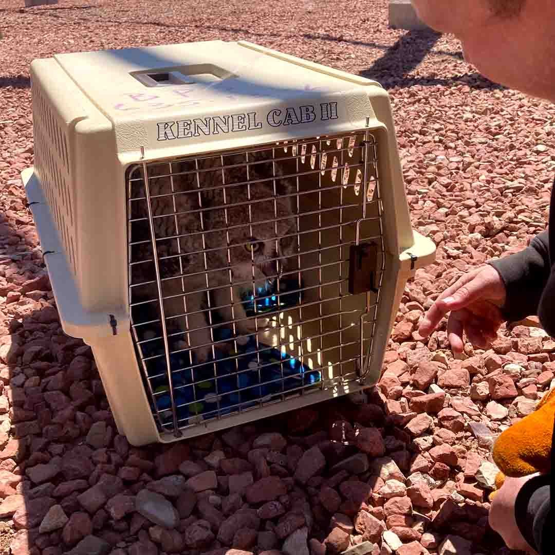 A baby owl in a kennel. Someone is crouched down to see the baby owl. The person's hand is reaching towards the latch of the kennel's gate. 