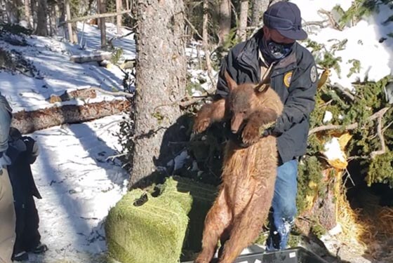 A man in a black jacket and blue jeans is holding a bear cub in a forest. There is snow on the ground and the sun is shining. 