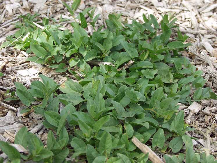 Bindweed on a wood chip covered ground. 