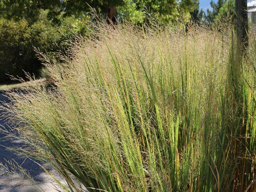 A patch of tall ornamental grass. A road and trees are visible in the background.