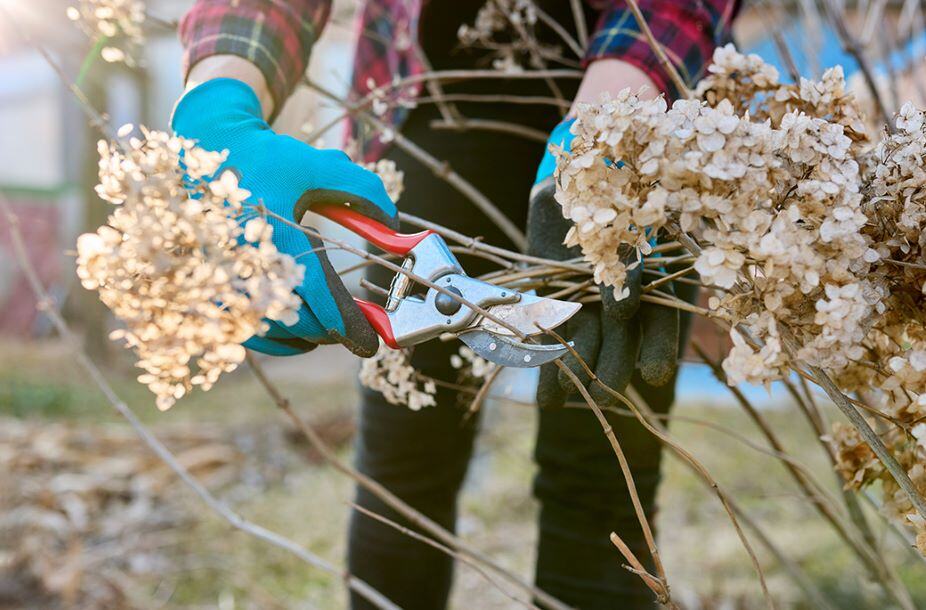 SpringPruningLandscape