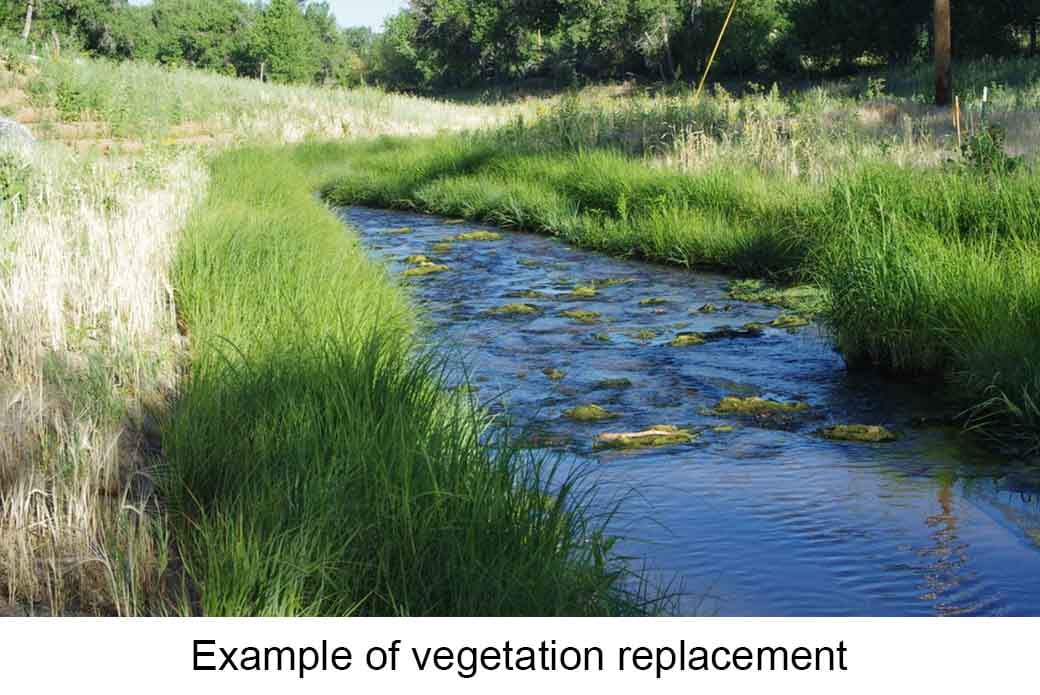 A narrow stream winds through a lush landscape with dense green grass on both sides. Text reads “Example of vegetation replacement.”