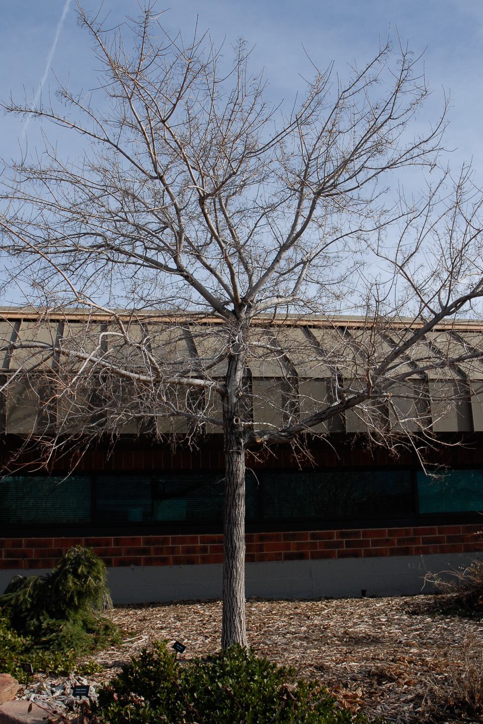 Leafless tree in front of a building with vertical panels and windows.