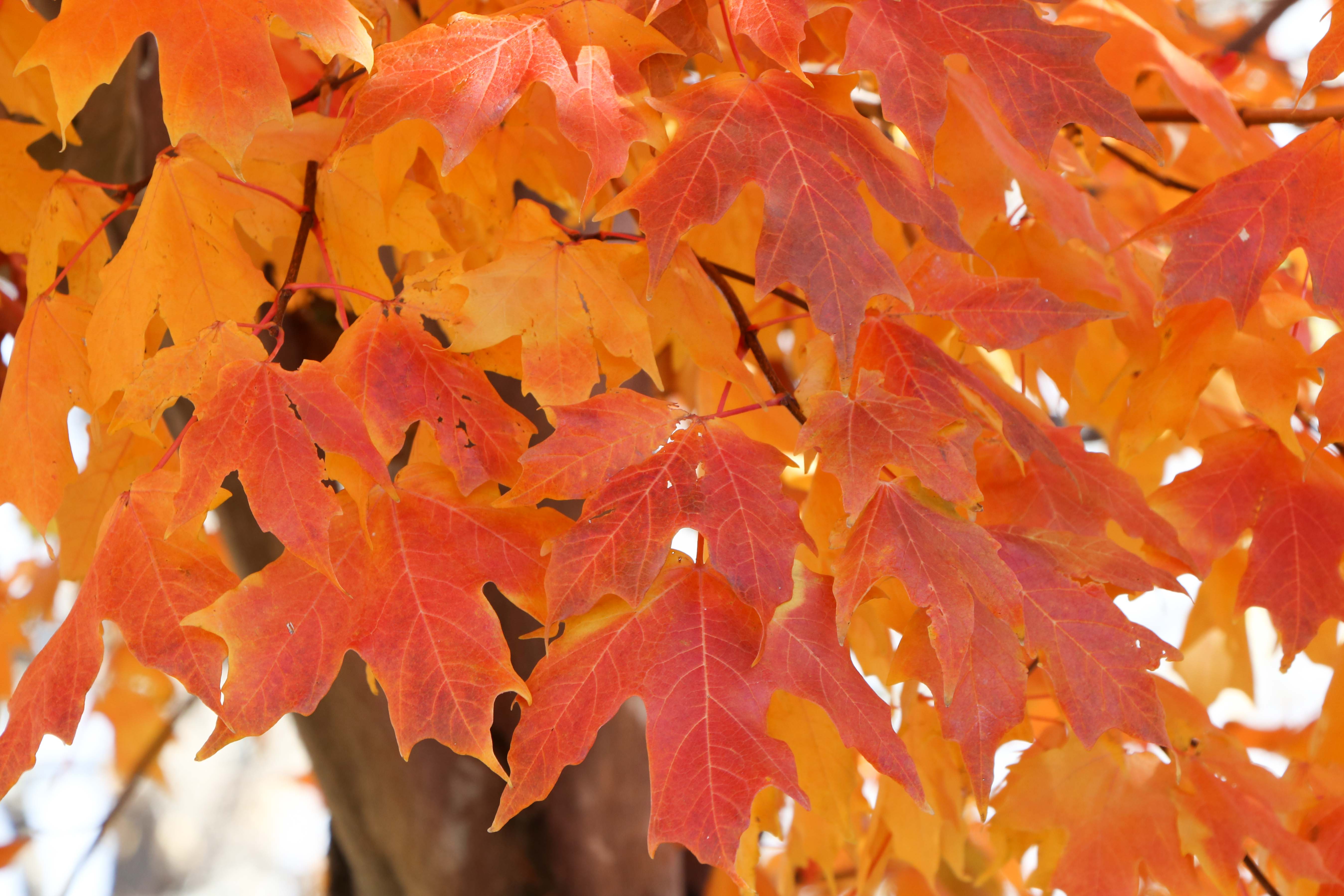 Close-up of red and orange maple leaves on a tree.