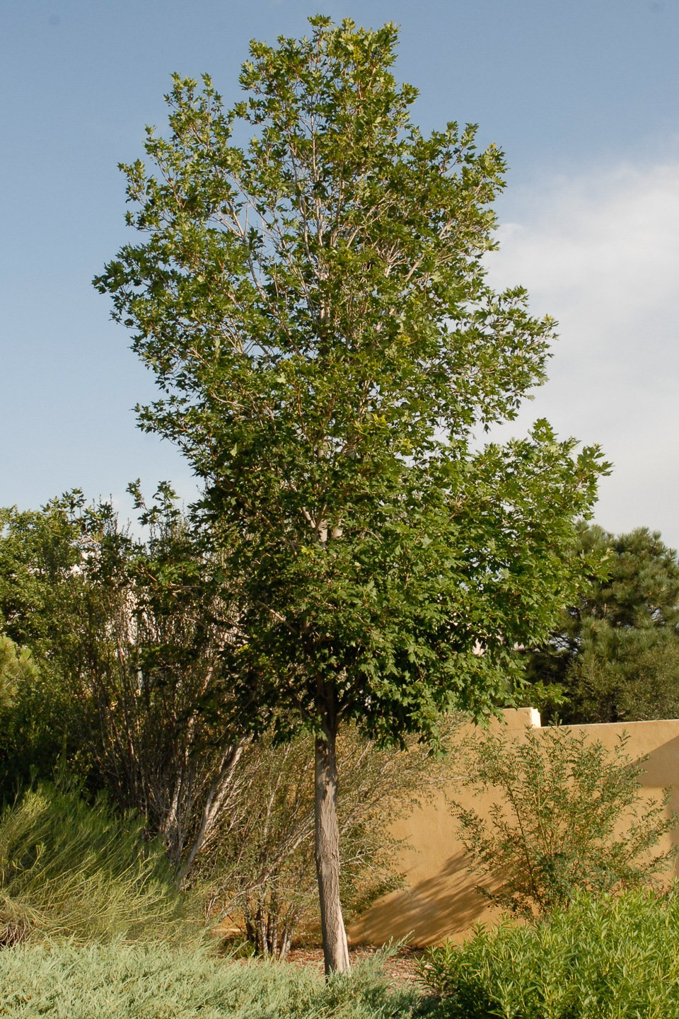 Tall tree with green leaves in front of an adobe wall, against a clear blue sky.