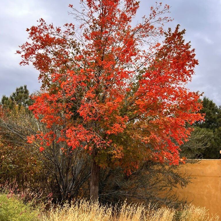 A tree with bright red leaves in front of an orange-brown wall, with a cloudy sky above.