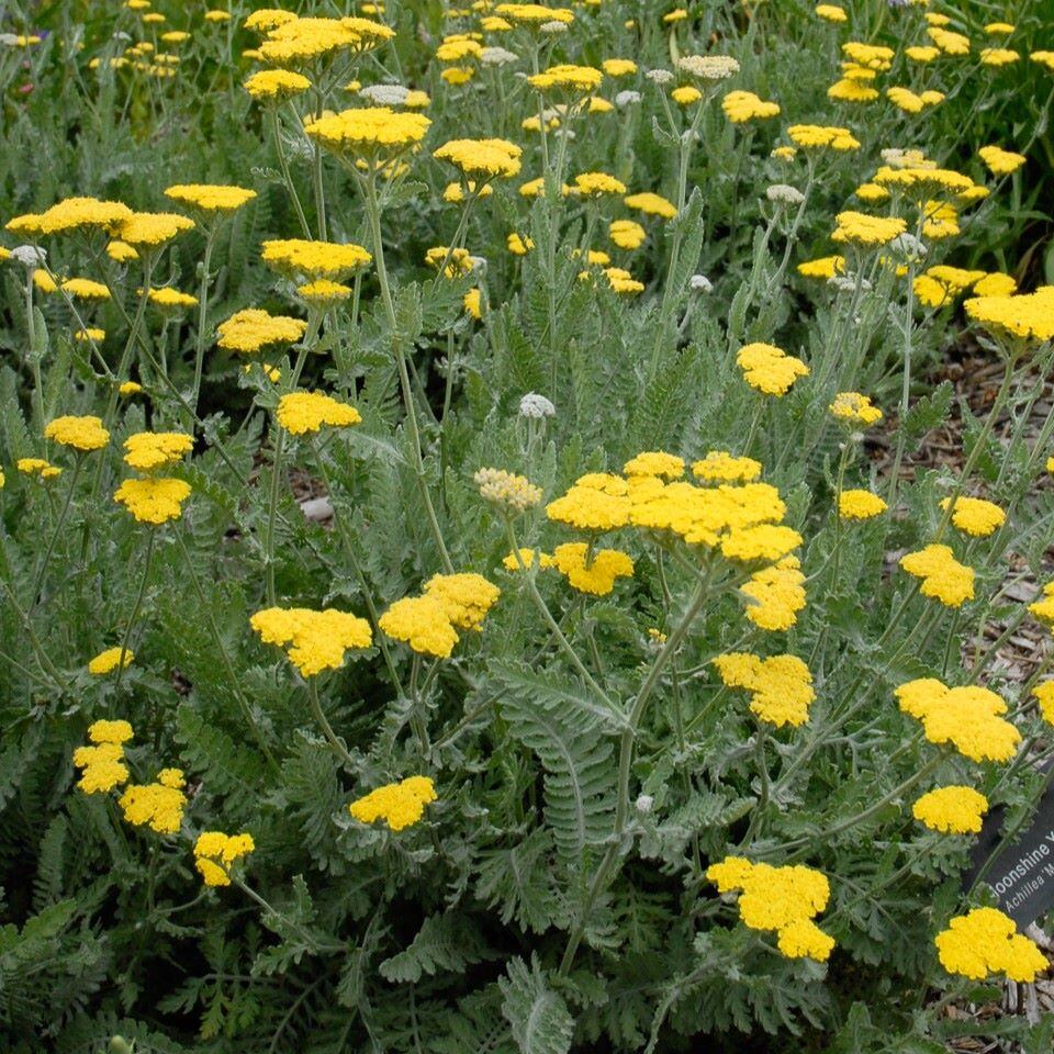 Yellow yarrow flowers with feathery green leaves.