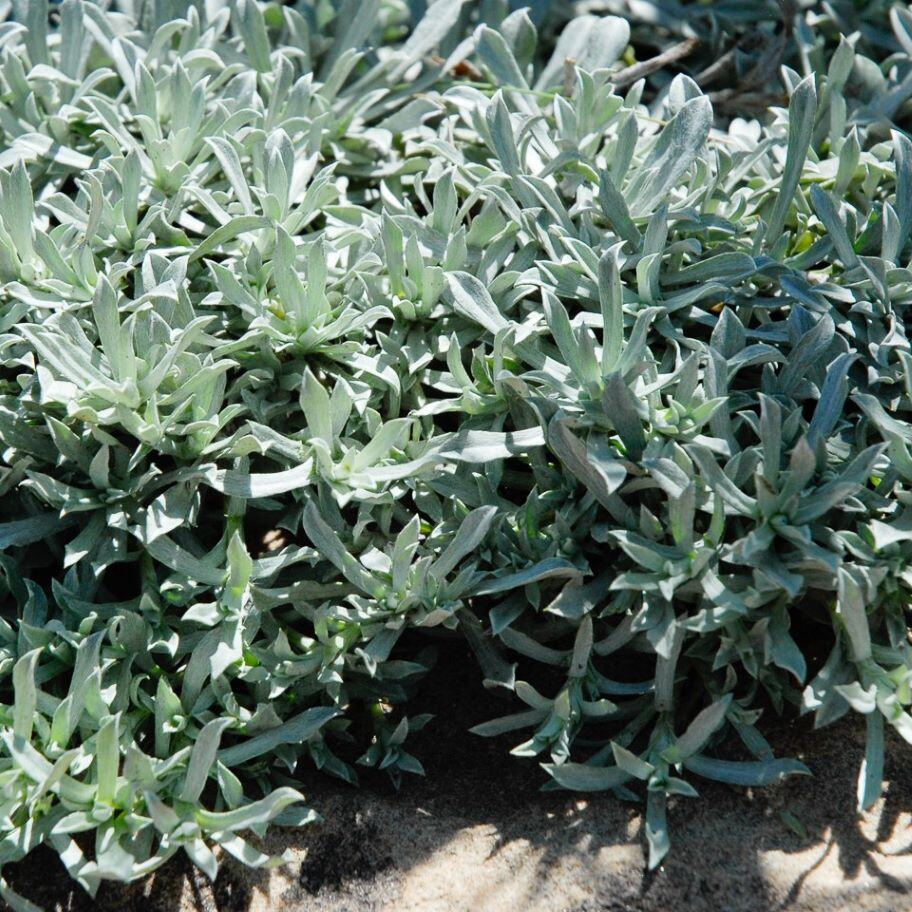 Dense cluster of silvery-green foliage with narrow, elongated leaves.