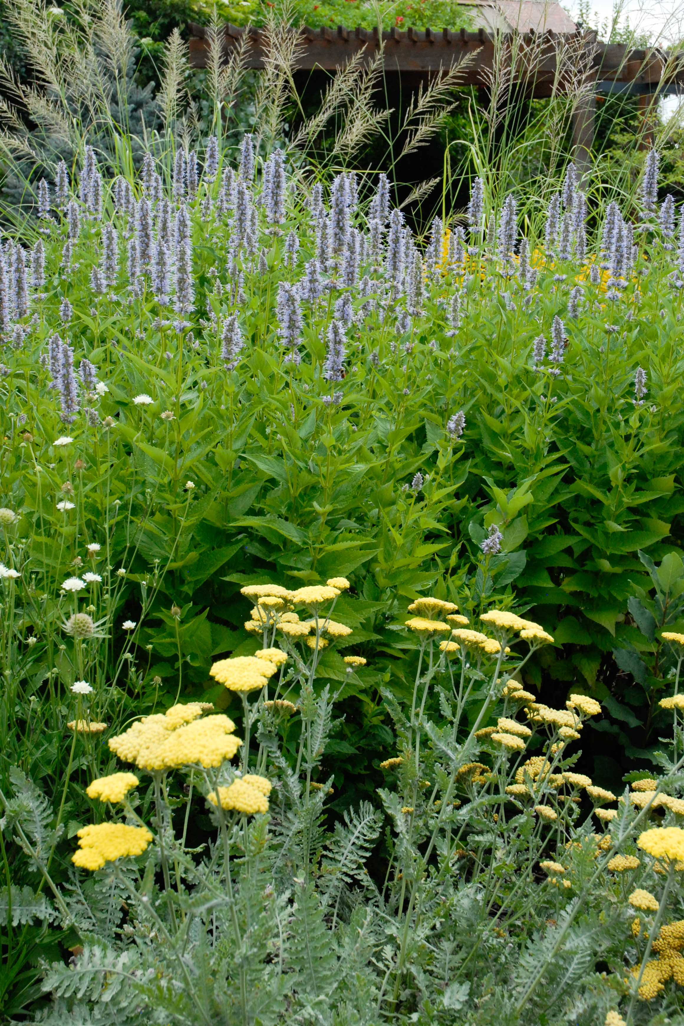 A garden with tall, lavender-blue flowers, yellow and white blossoms, and a pergola in the background.