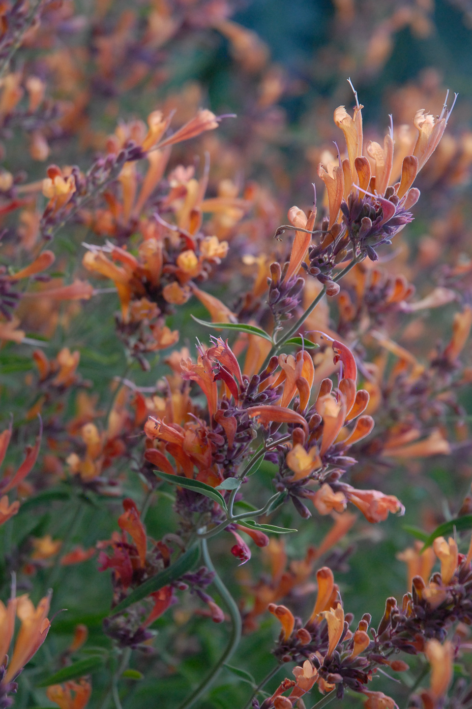 Agastache rupestris (9)