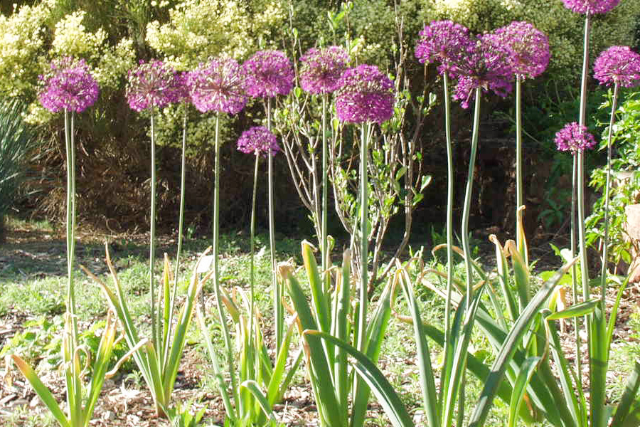 Allium hollandicum Purple Sensation (9)