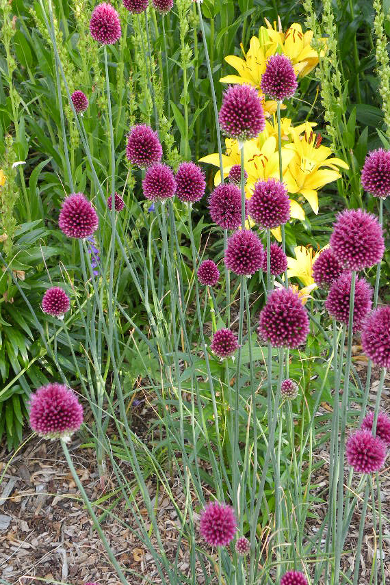 Drumstick Allium