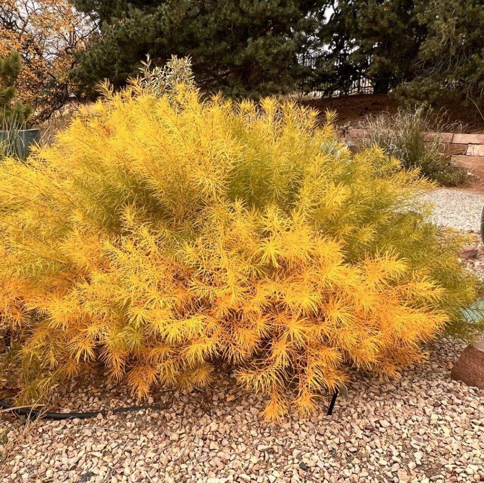 A bush with golden-yellow leaves in a garden setting, surrounded by pebbles and dark green trees in the background.