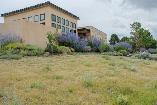 Buffalograss Front Yard 