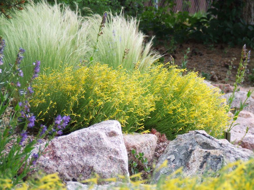 A bed of yellow flowers behind a decorative boulders.