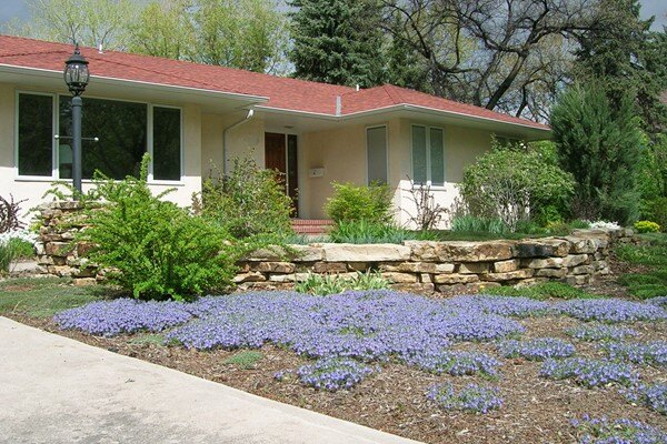 Groundcover Front Yard 