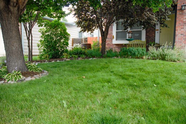 Shady Fescue Front Yard 