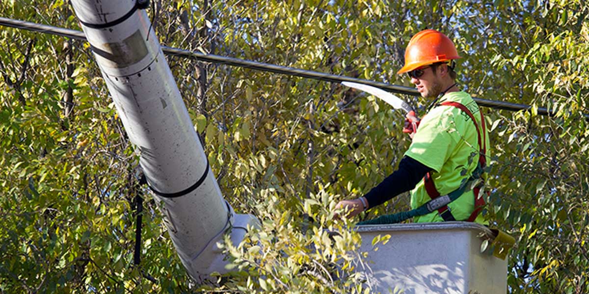 A lineman in a lifted bucket near a power line among trees. The trees have yellow and green leaves and the arm holding the bucket is white.