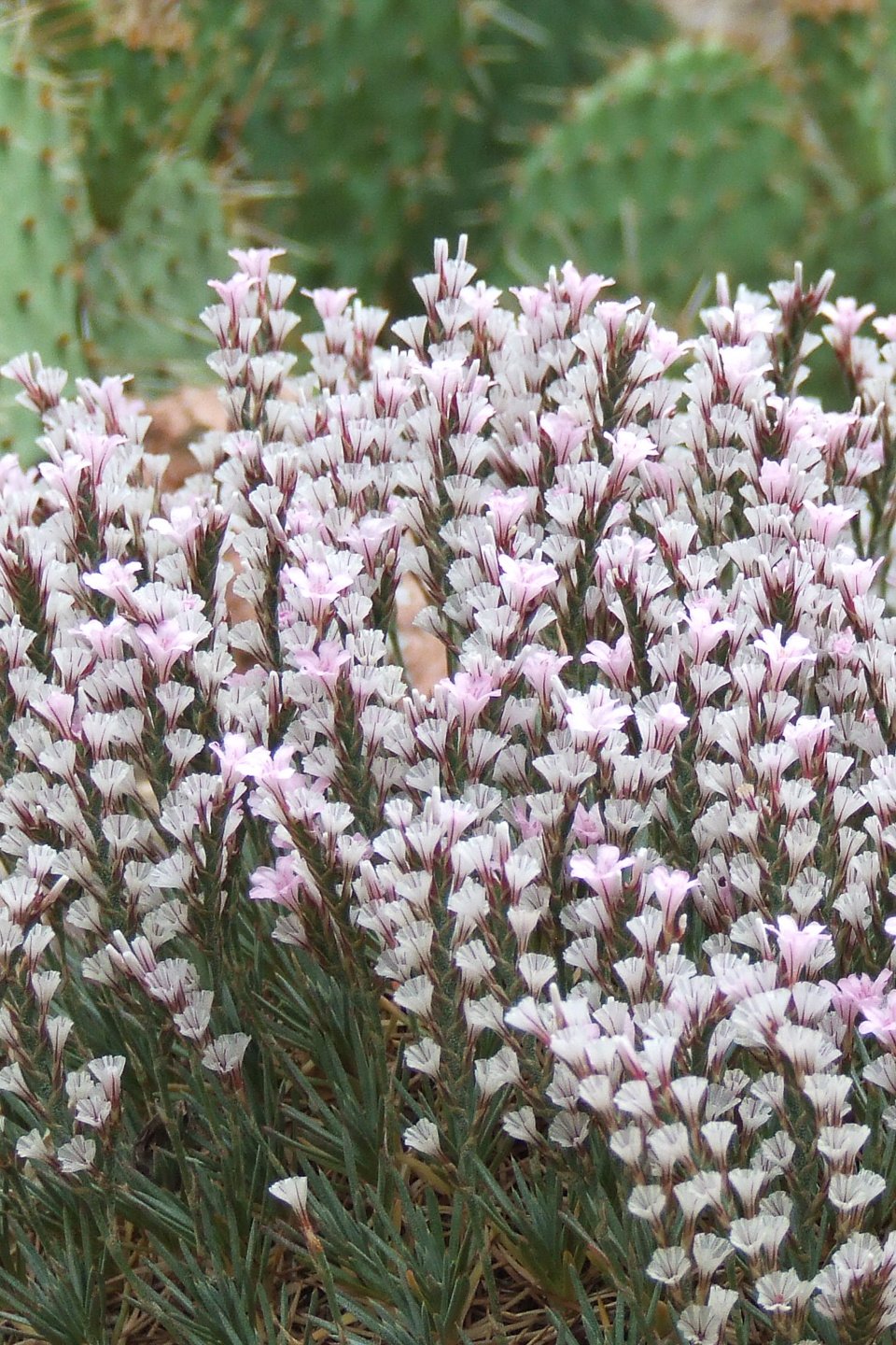 Cluster of small white and light pink flowers with a cactus in the background.