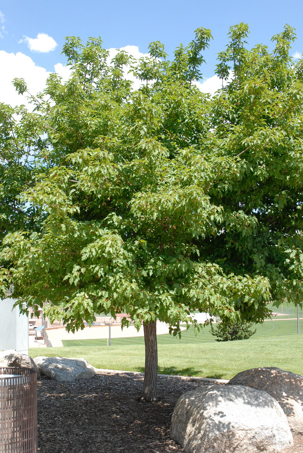 Tree with green leaves standing on a grassy area with rocks at its base.