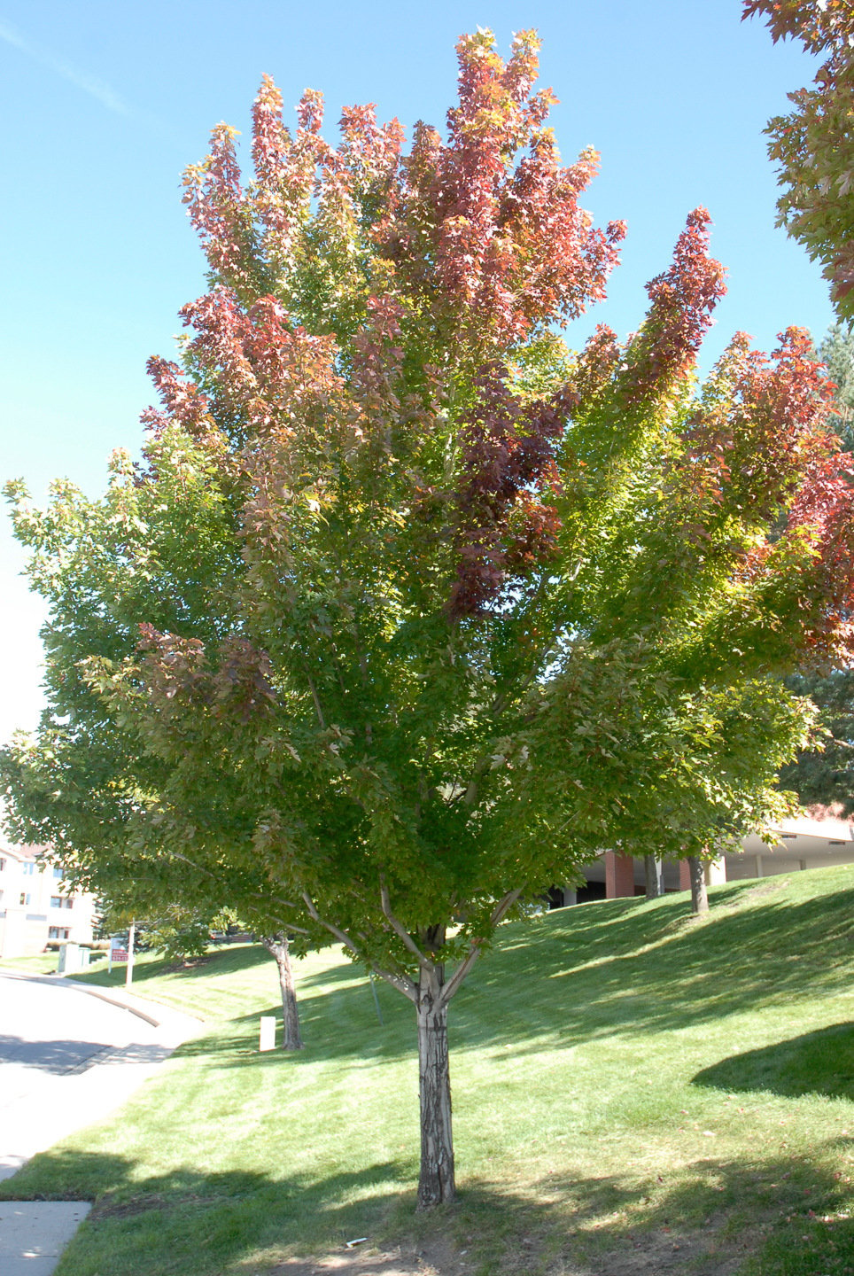 A tree with green and reddish leaves stands on a grassy slope.