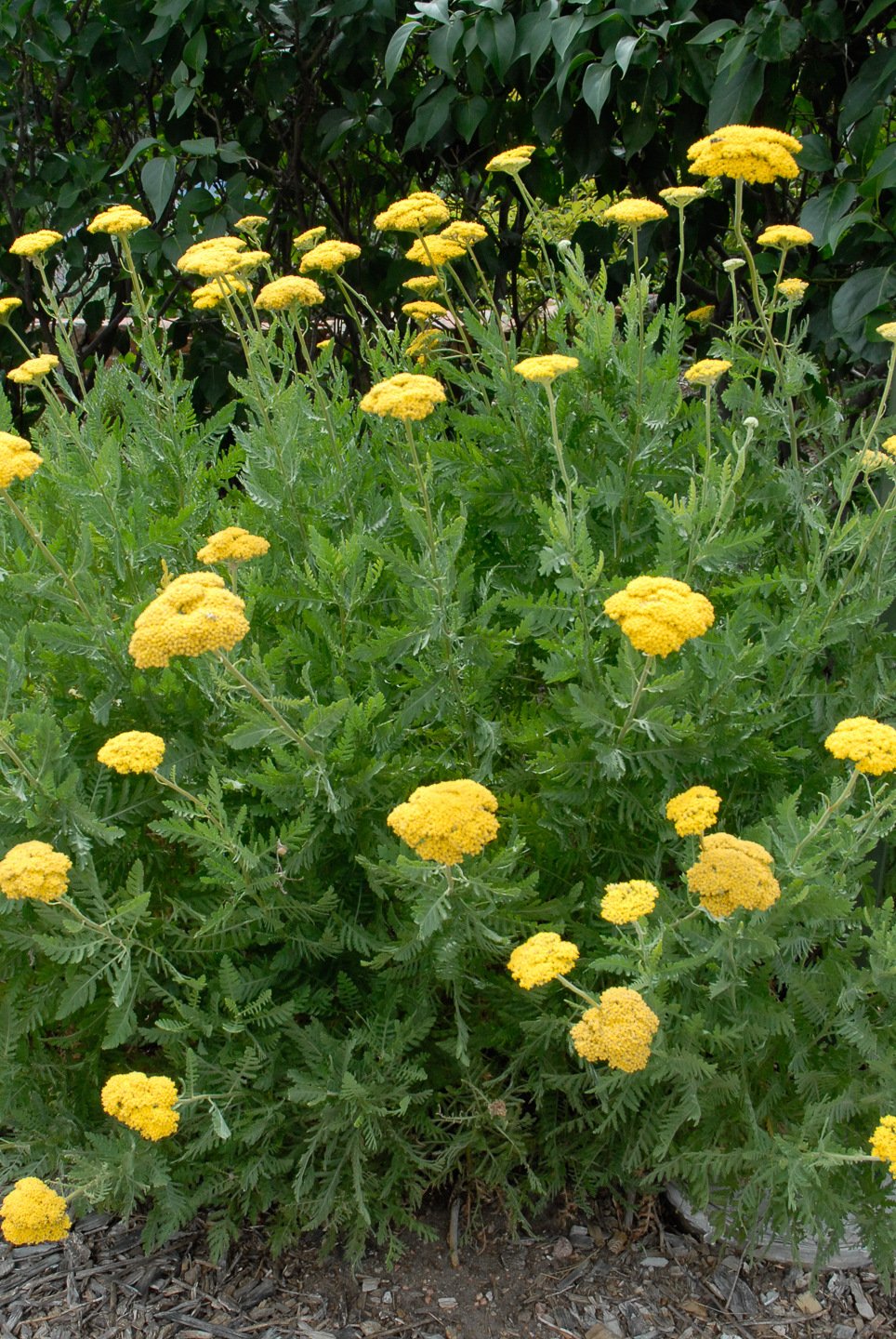 Bright yellow yarrow flowers with feathery green leaves in a garden setting.