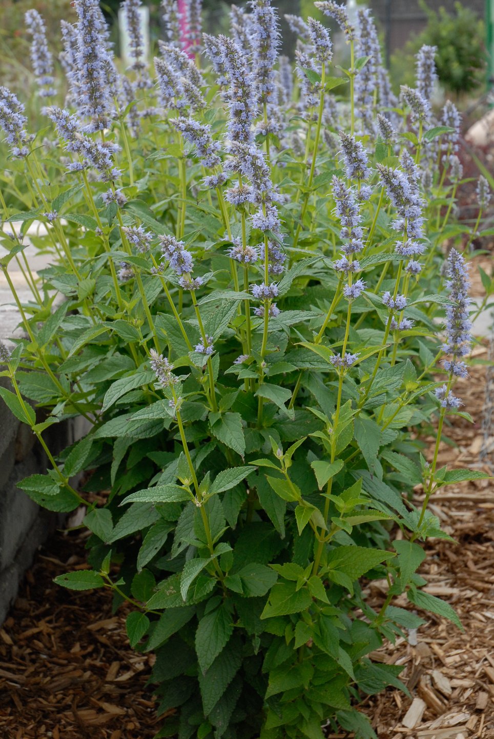 Cluster of plants with lavender-blue flowers and green leaves in a garden setting.