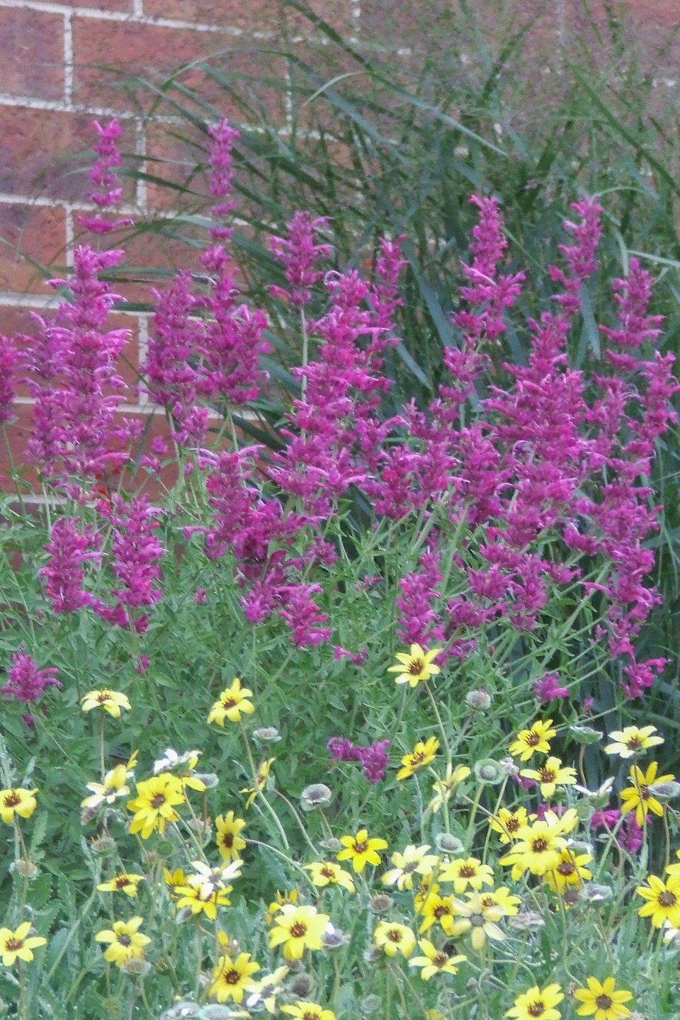 Sonoran Sunset Hyssop