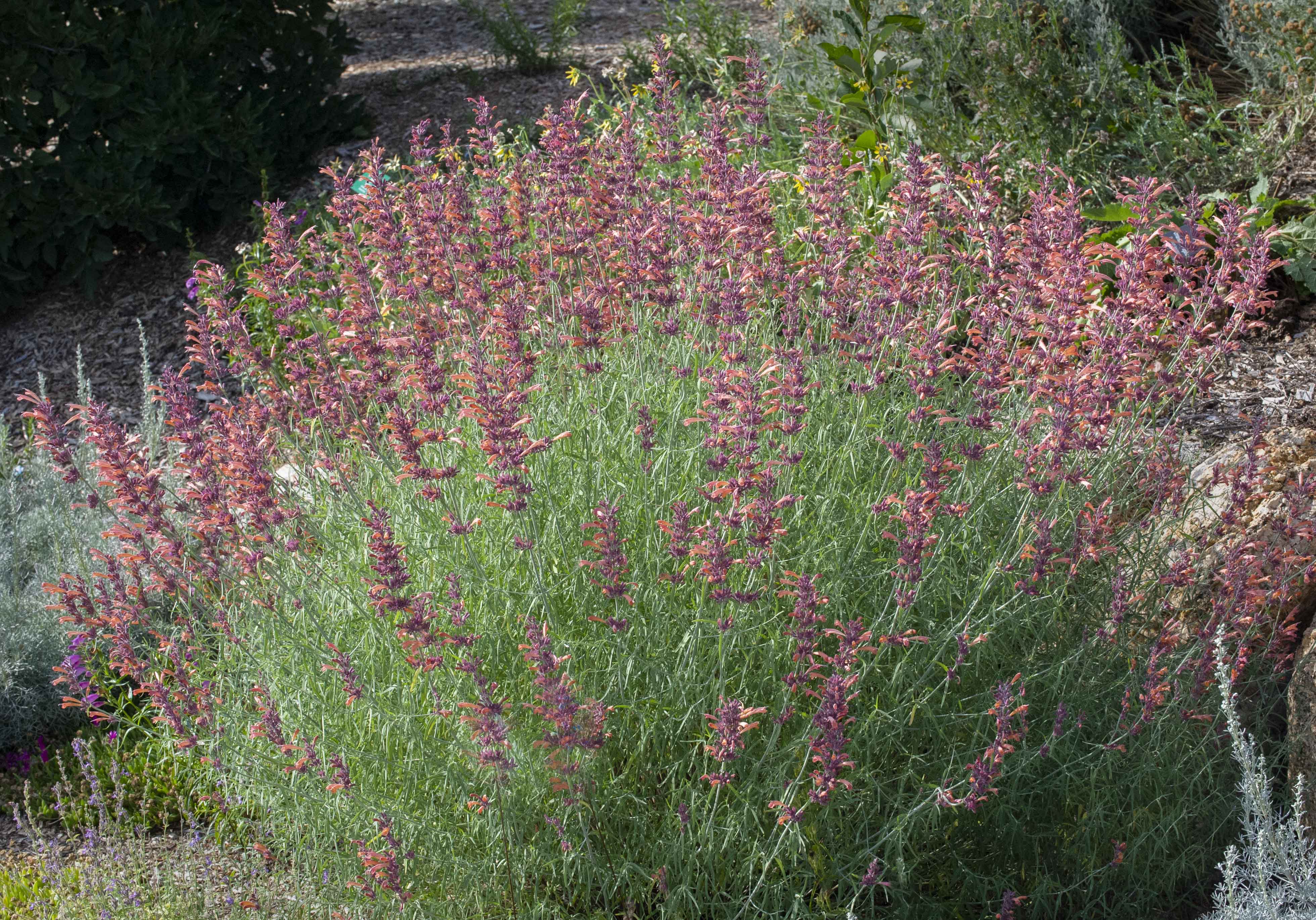 Sunset Hyssop