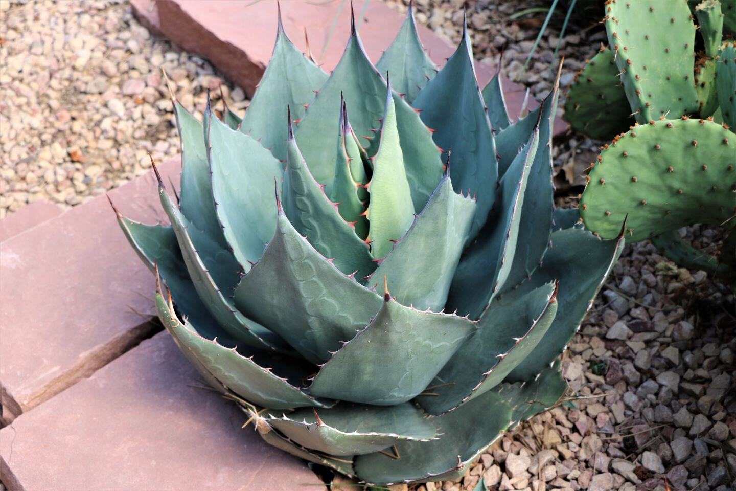 Bluish-green agave plant with spiny leaves in a rosette shape, surrounded by rocks.