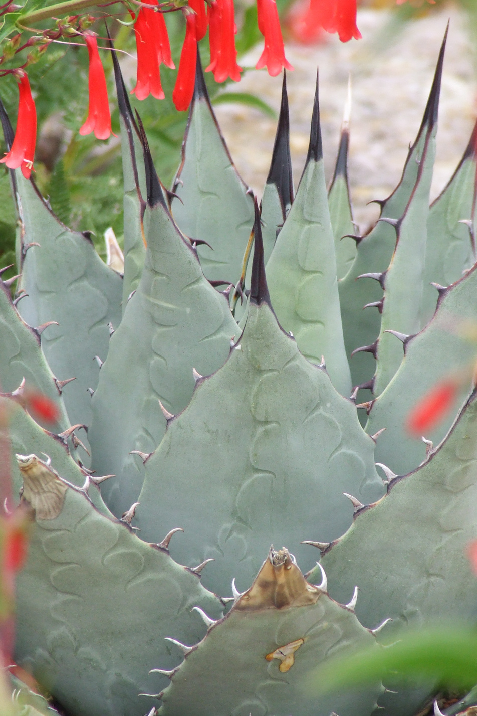 Parry's Agave