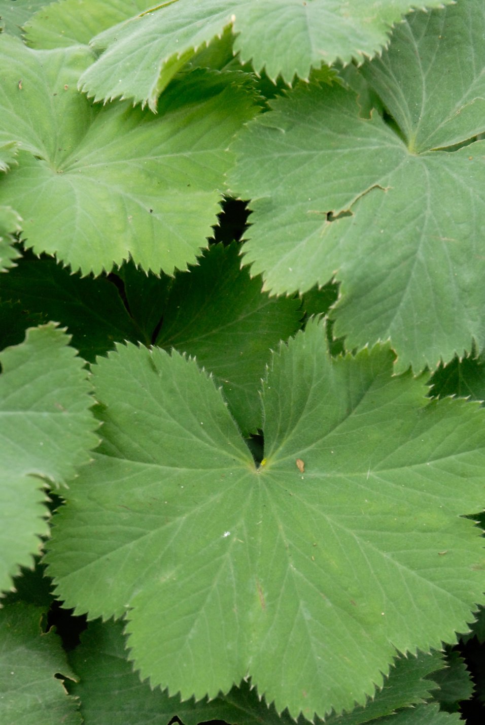 Lady's Mantle