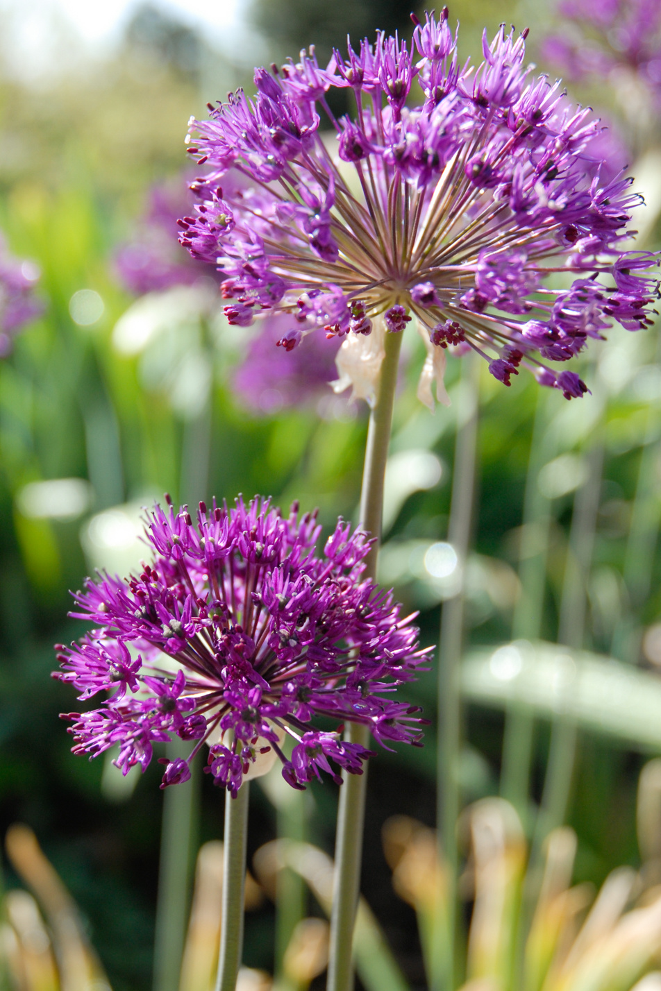 Purple Sensation Allium