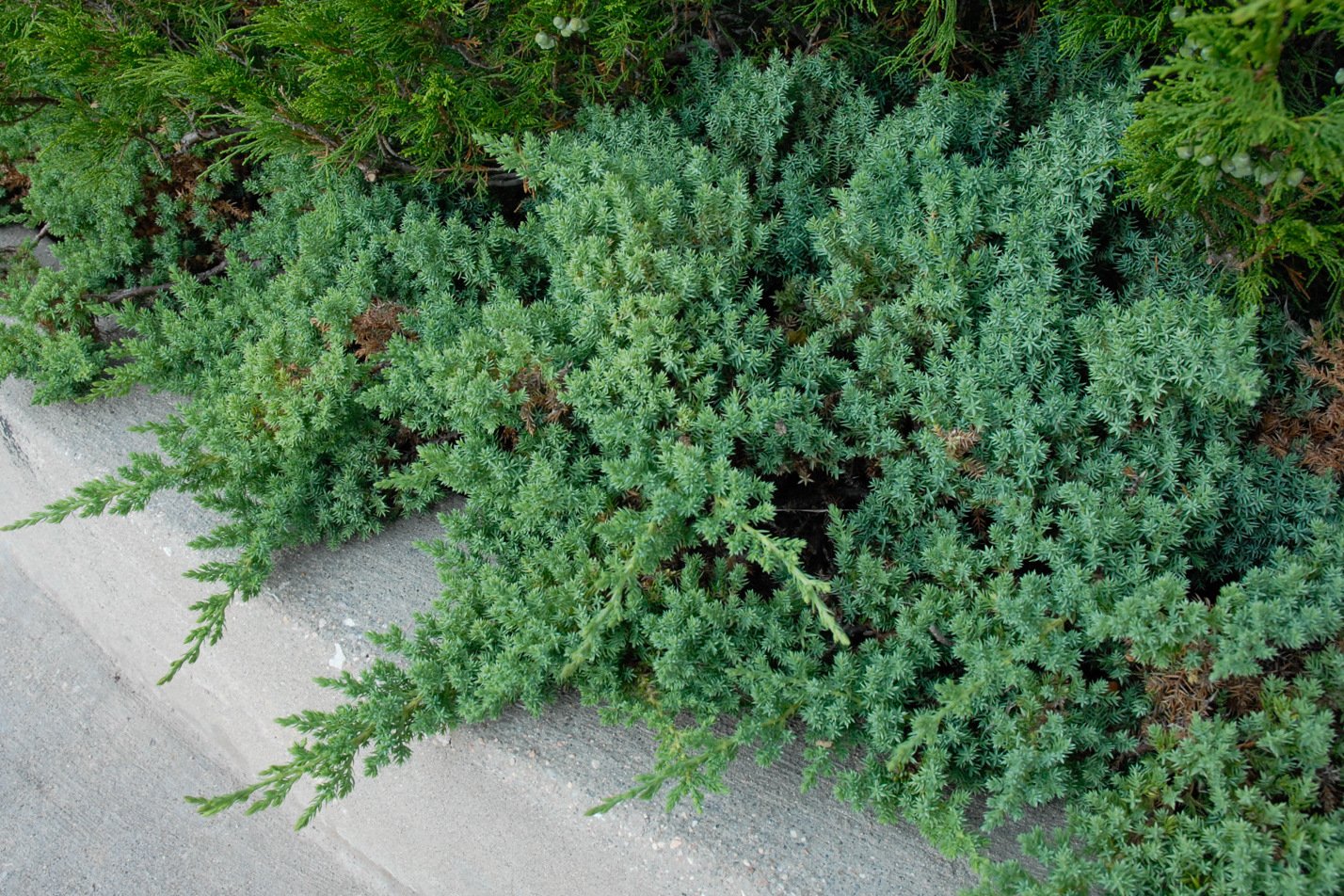 Dwarf Creeping Juniper