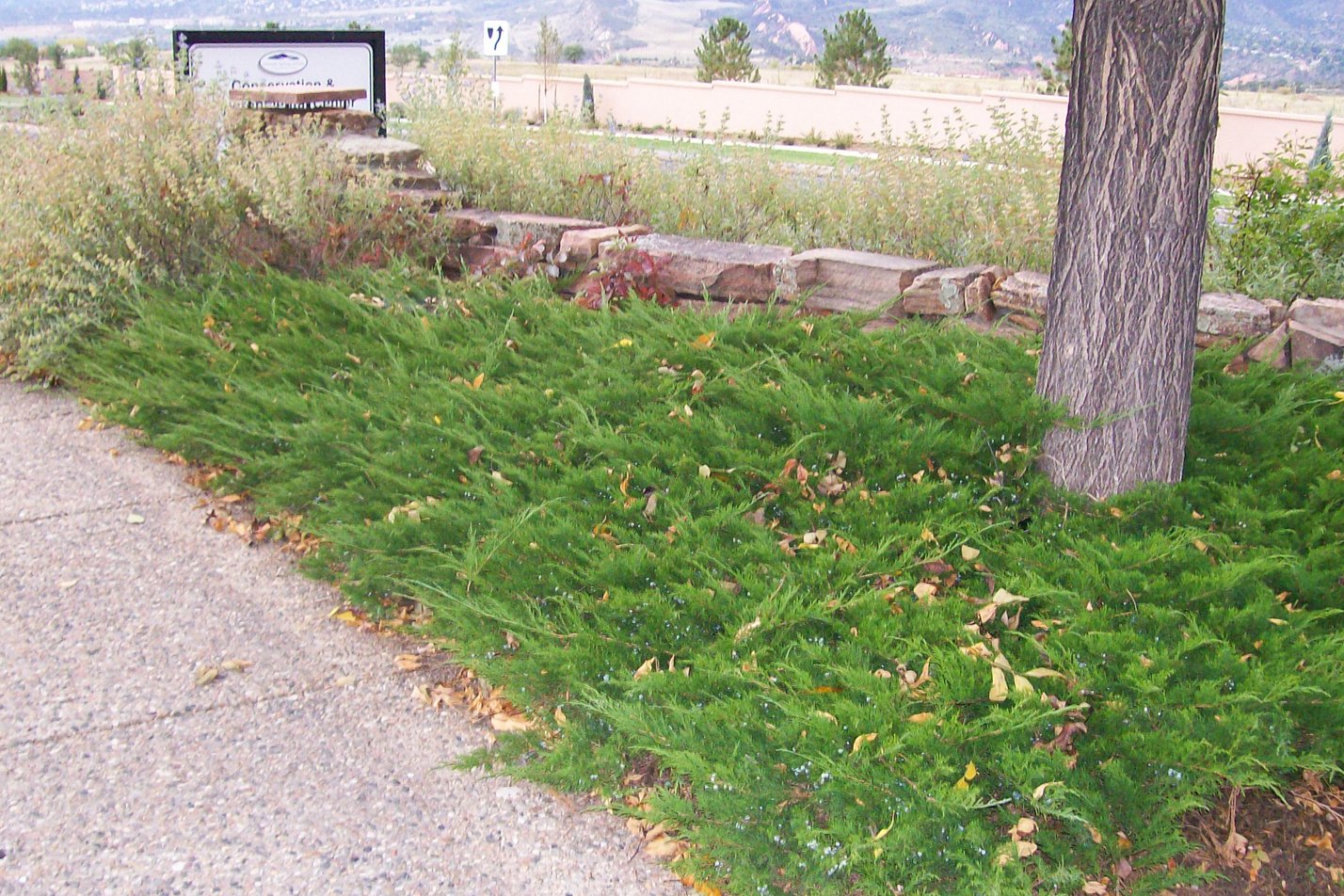 Buffalo Juniper