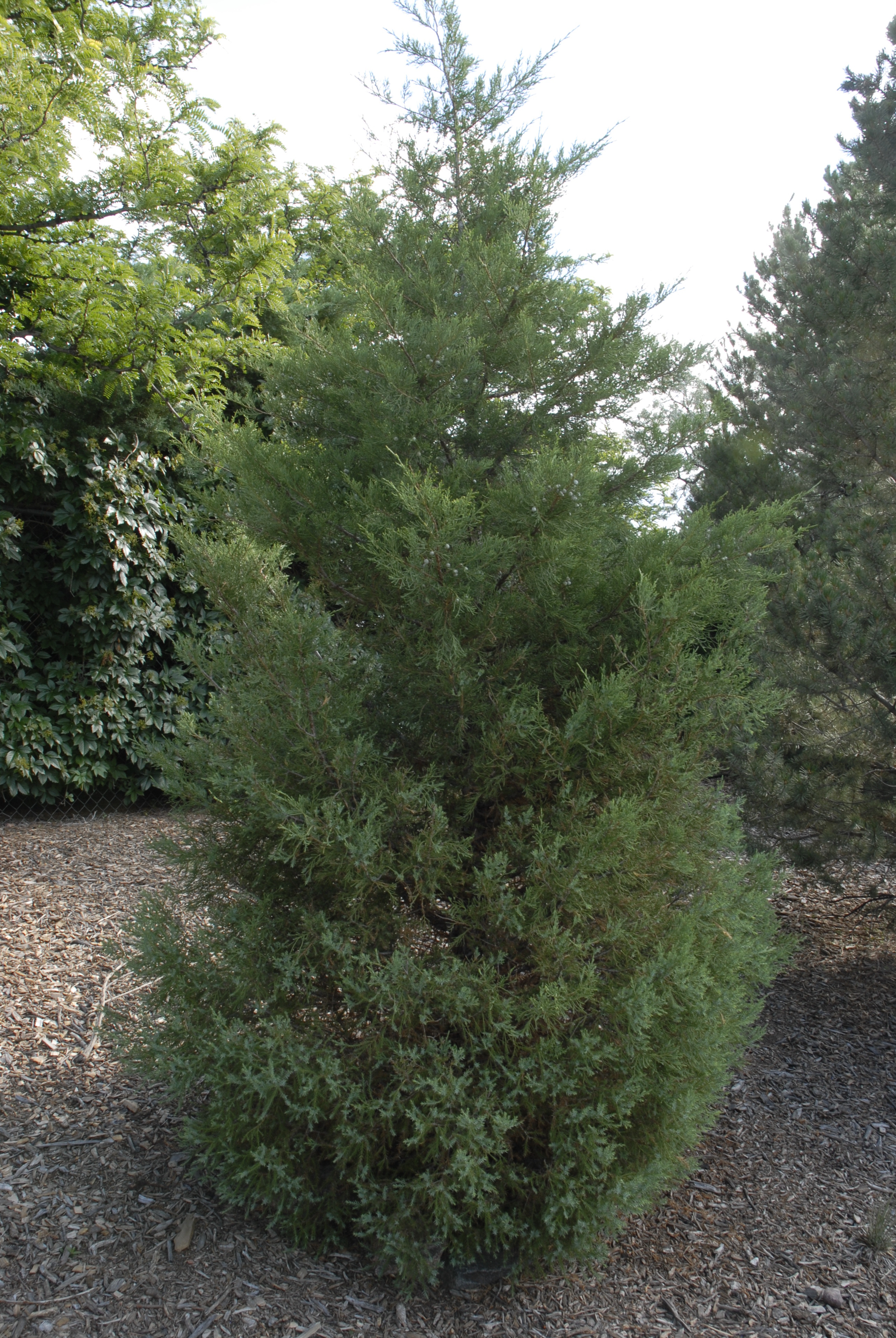 Rocky Mountain Juniper