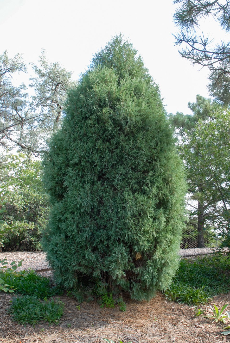 Gray Gleam Juniper