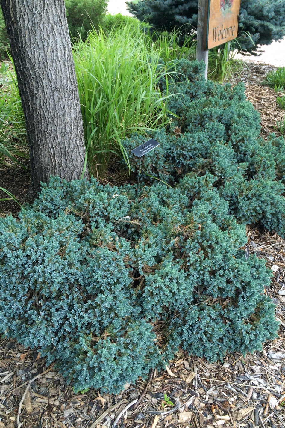 Blue Star Juniper