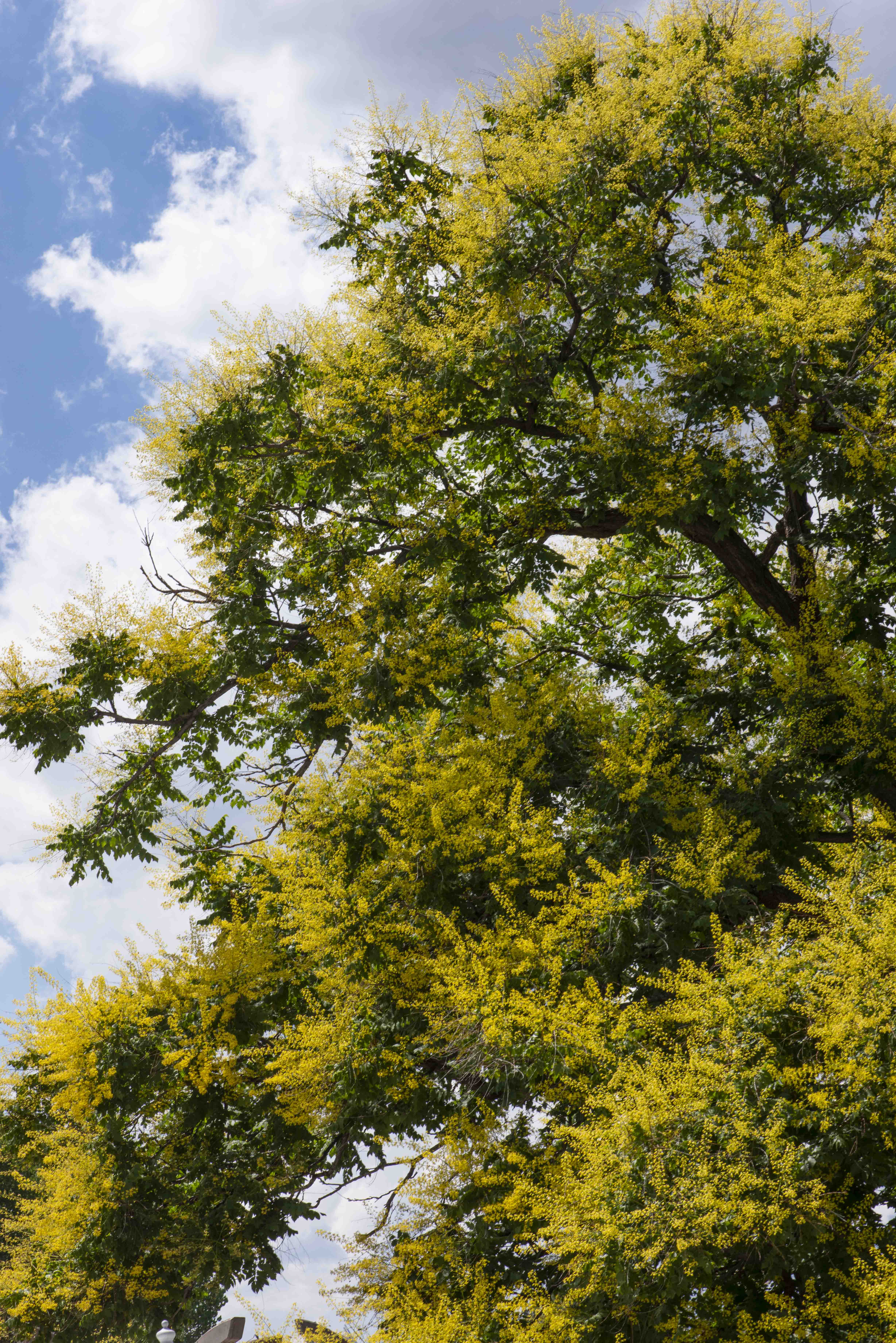 Goldenrain Tree