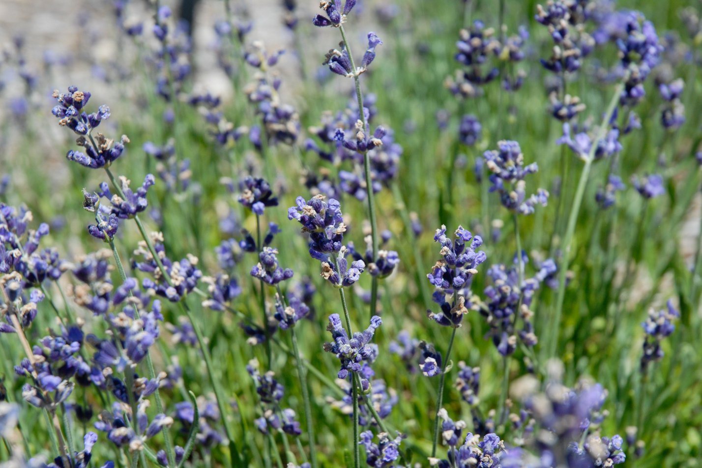 Hidcote English Lavender